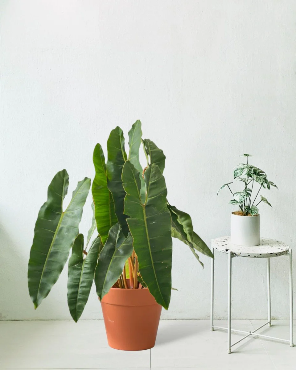 Philodendron Billie Plant - Image 3