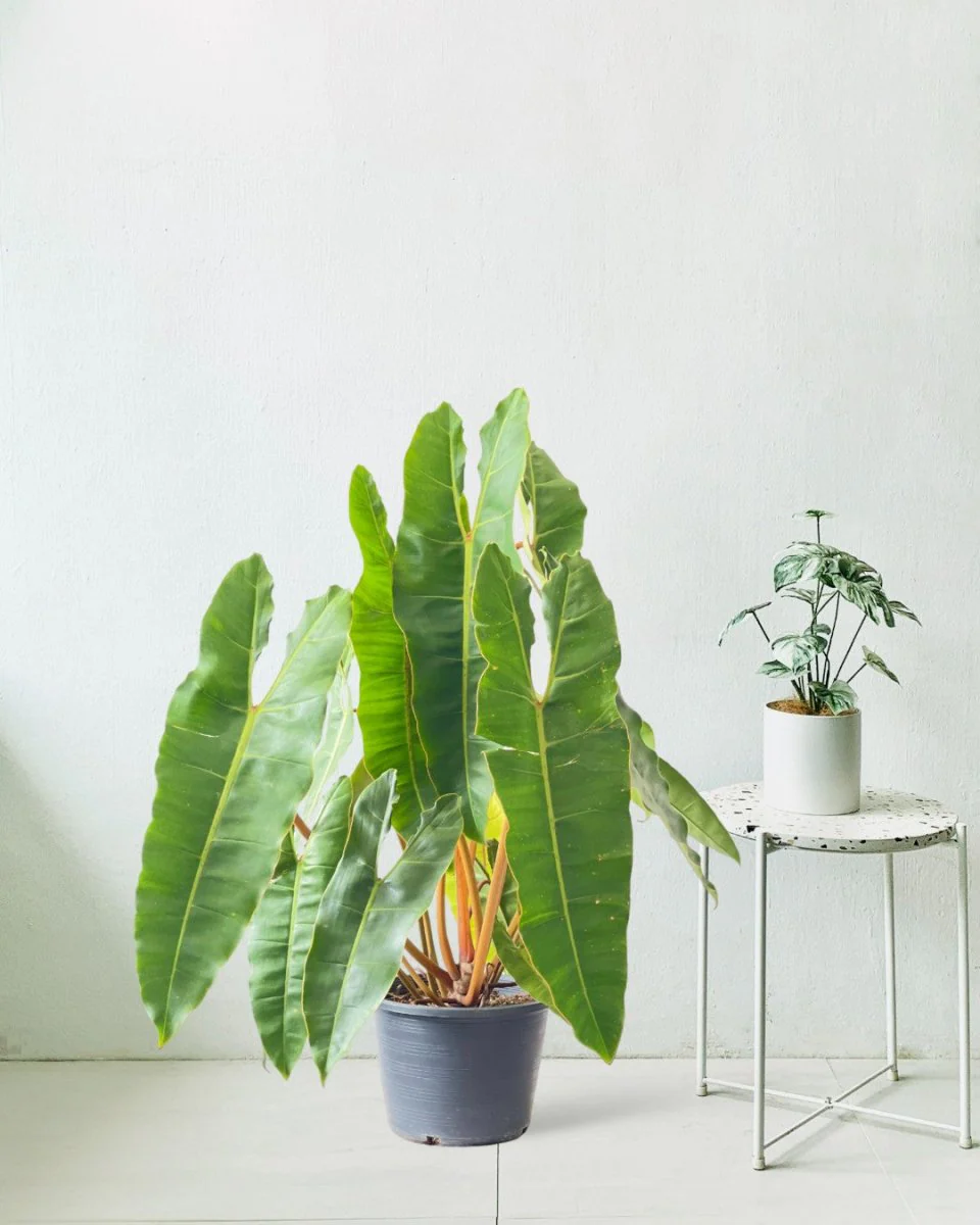 Philodendron Billie Plant - Image 4