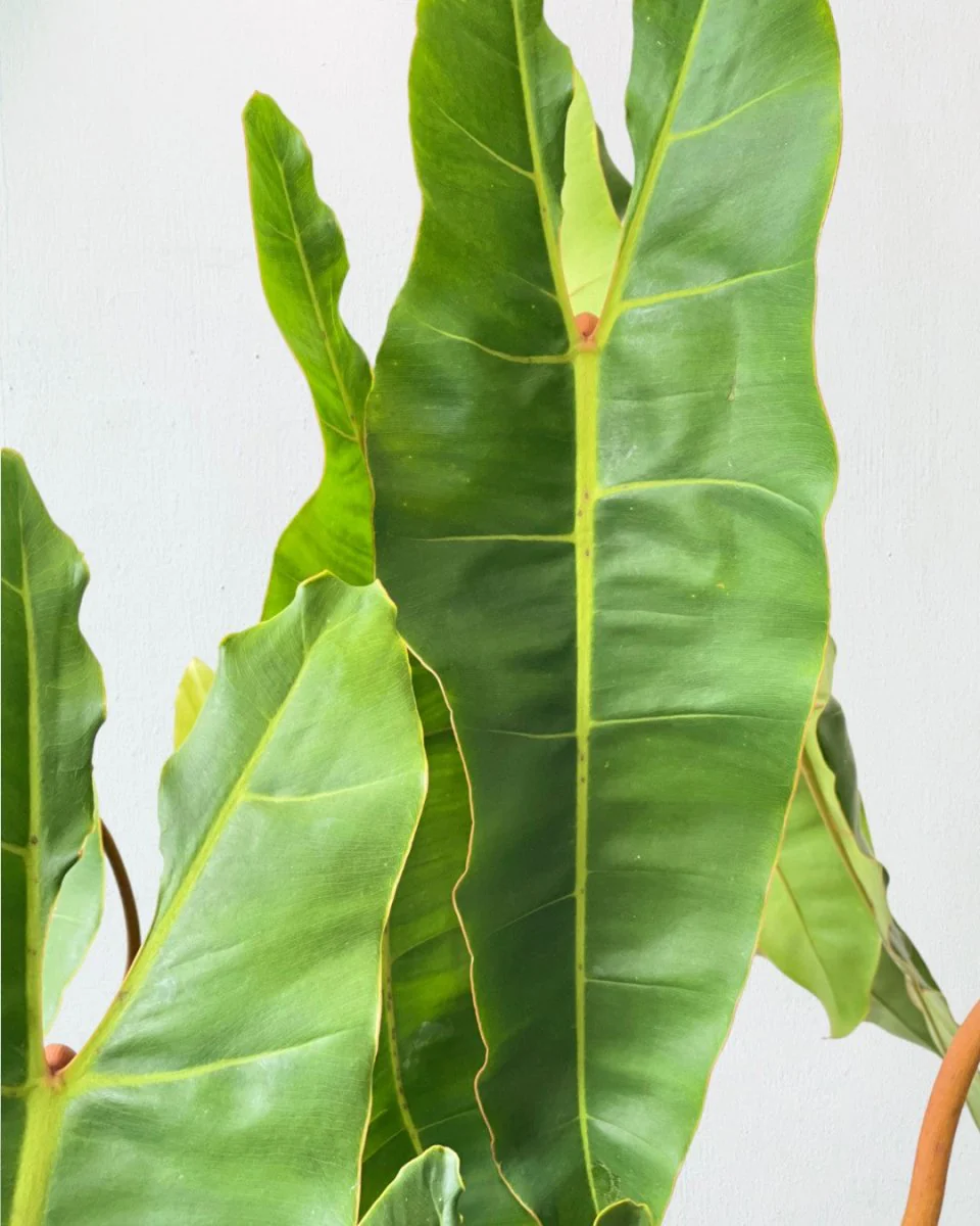 Philodendron Billie Plant - Image 5