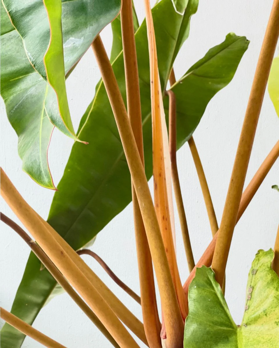 Philodendron Billie Plant - Image 6