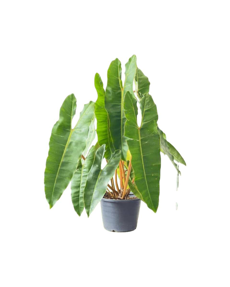 Philodendron Billie Plant - Image 7