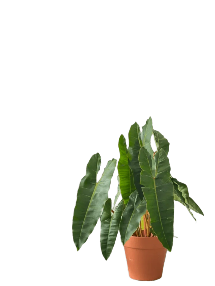 Philodendron Billie Plant - Image 8