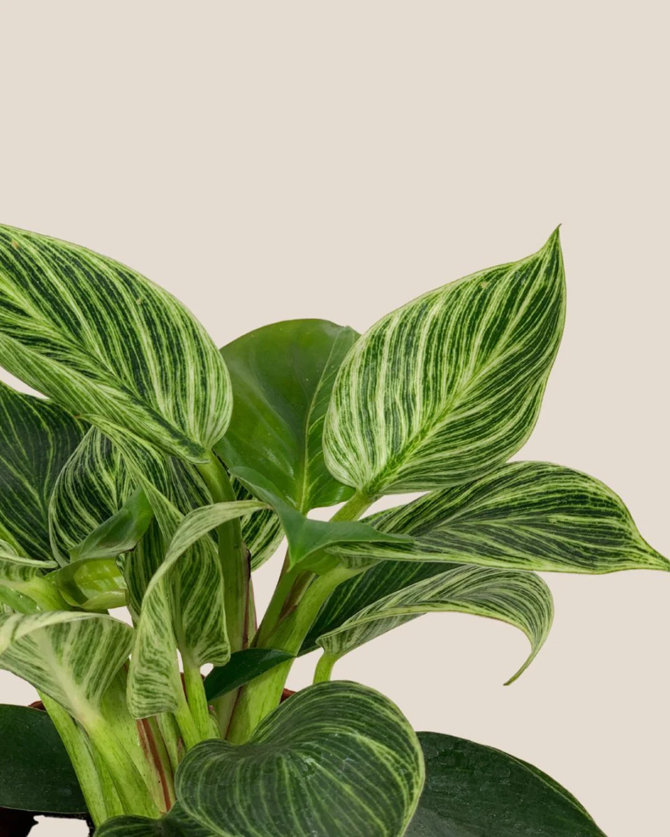 Philodendron Birkin - Image 10