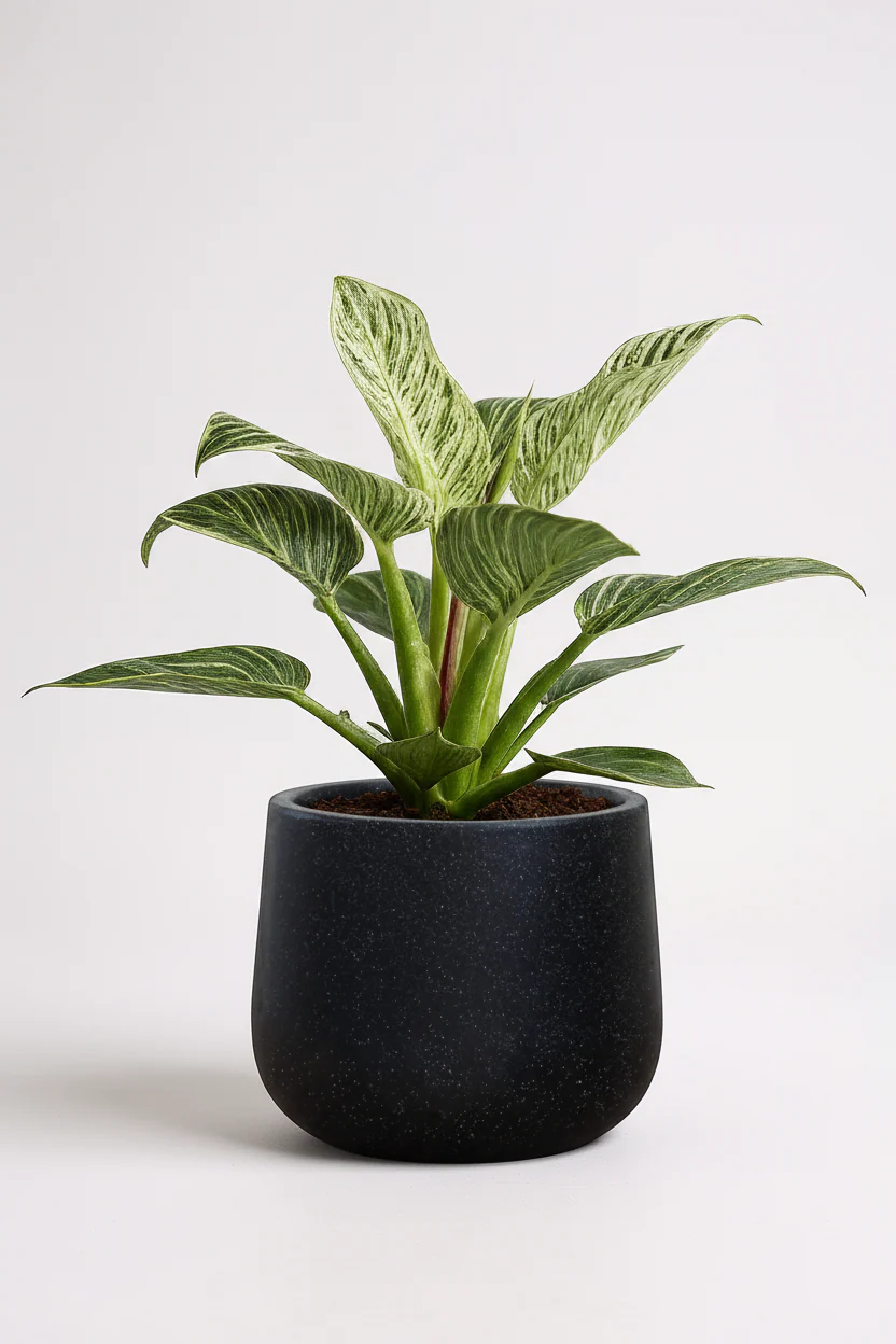 Philodendron Birkin - Image 8