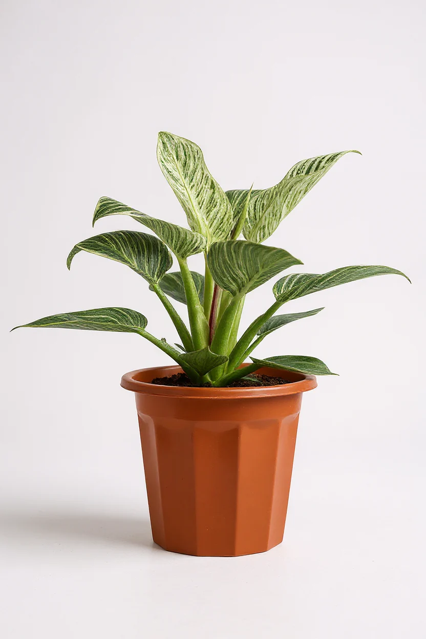 Philodendron Birkin - Image 9