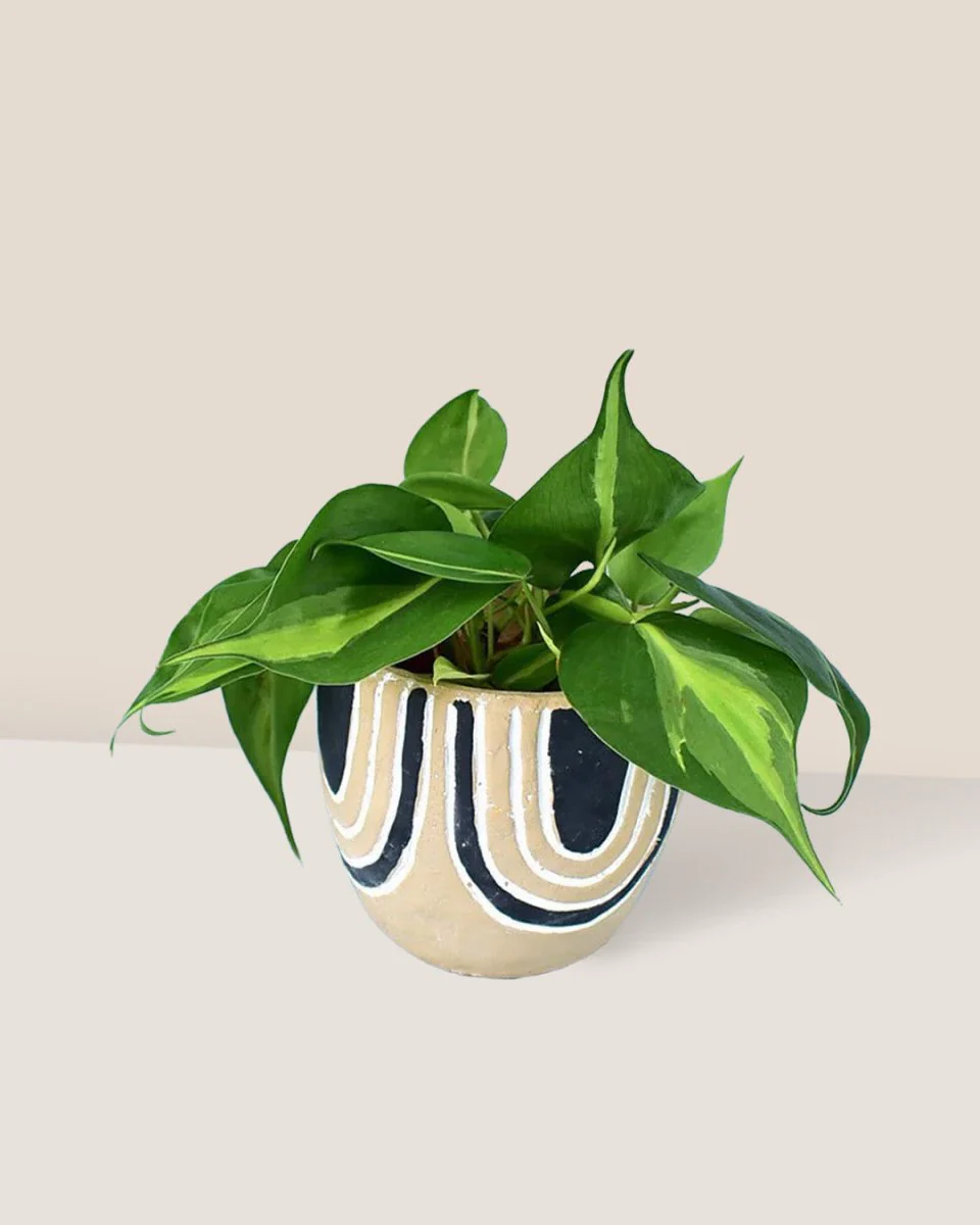 Philodendron Brasil - Image 10