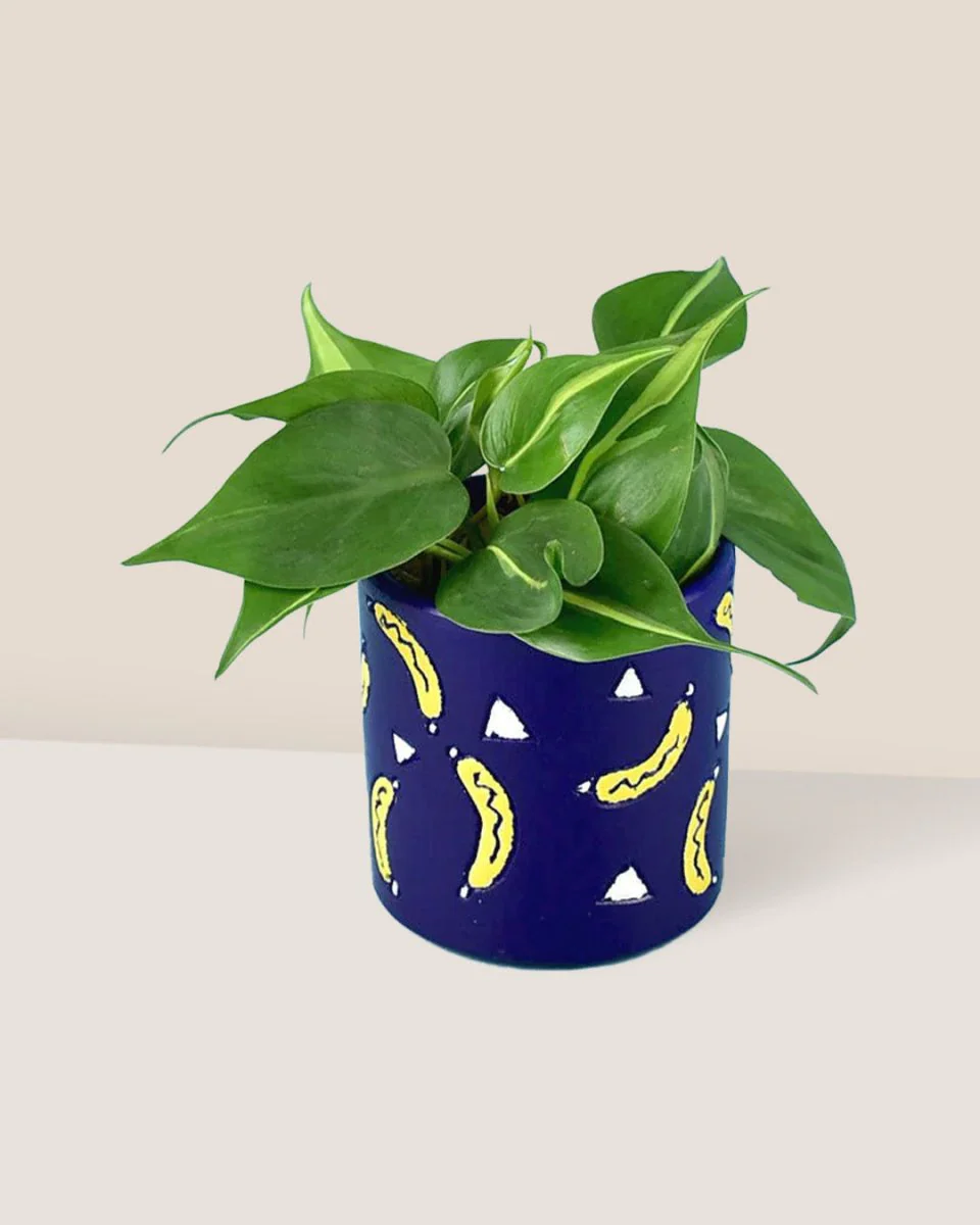 Philodendron Brasil - Image 11