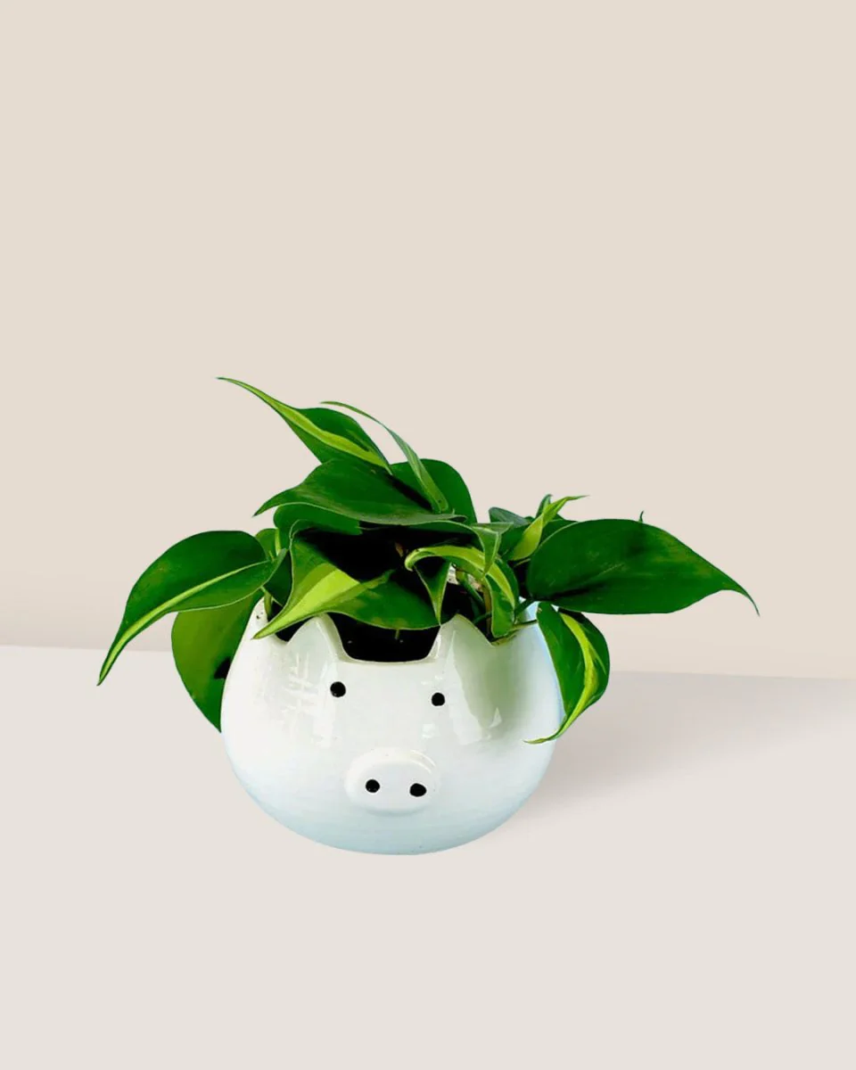 Philodendron Brasil - Image 12