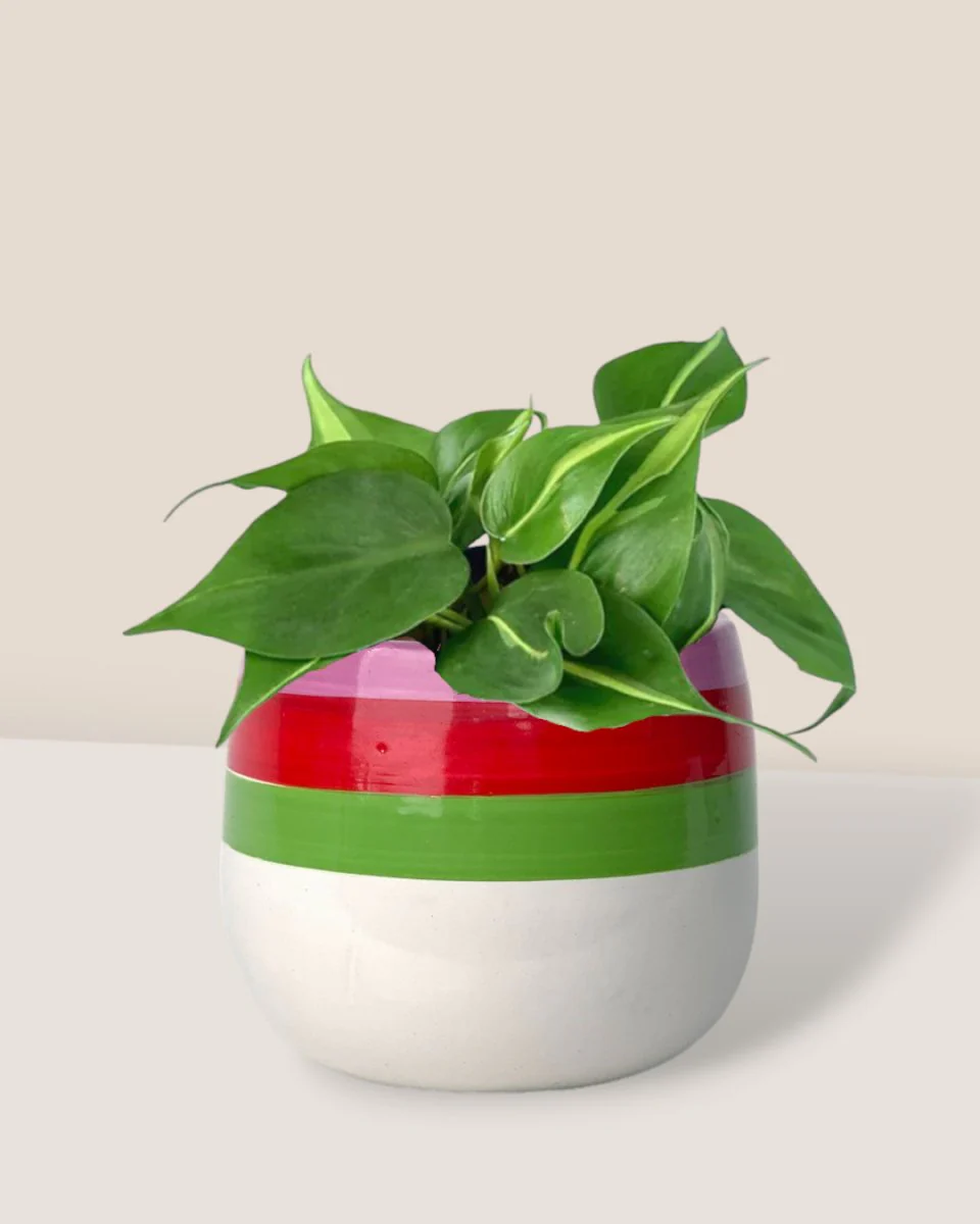 Philodendron Brasil - Image 13