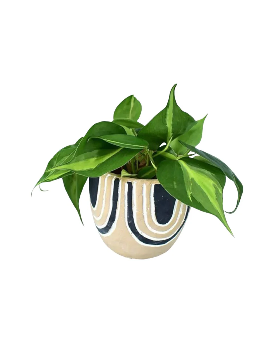 Philodendron Brasil - Image 14