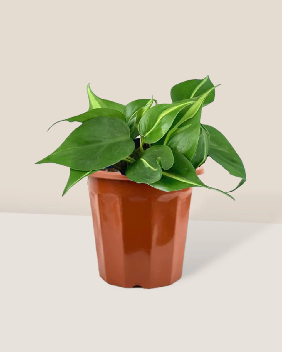 Philodendron Brasil - Image 15
