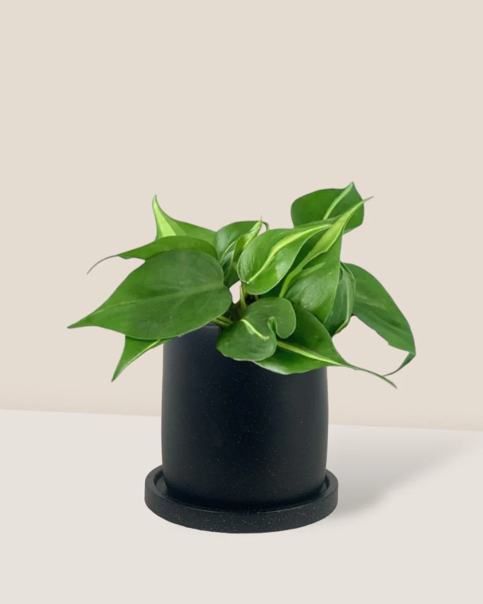 Philodendron Brasil - Image 16