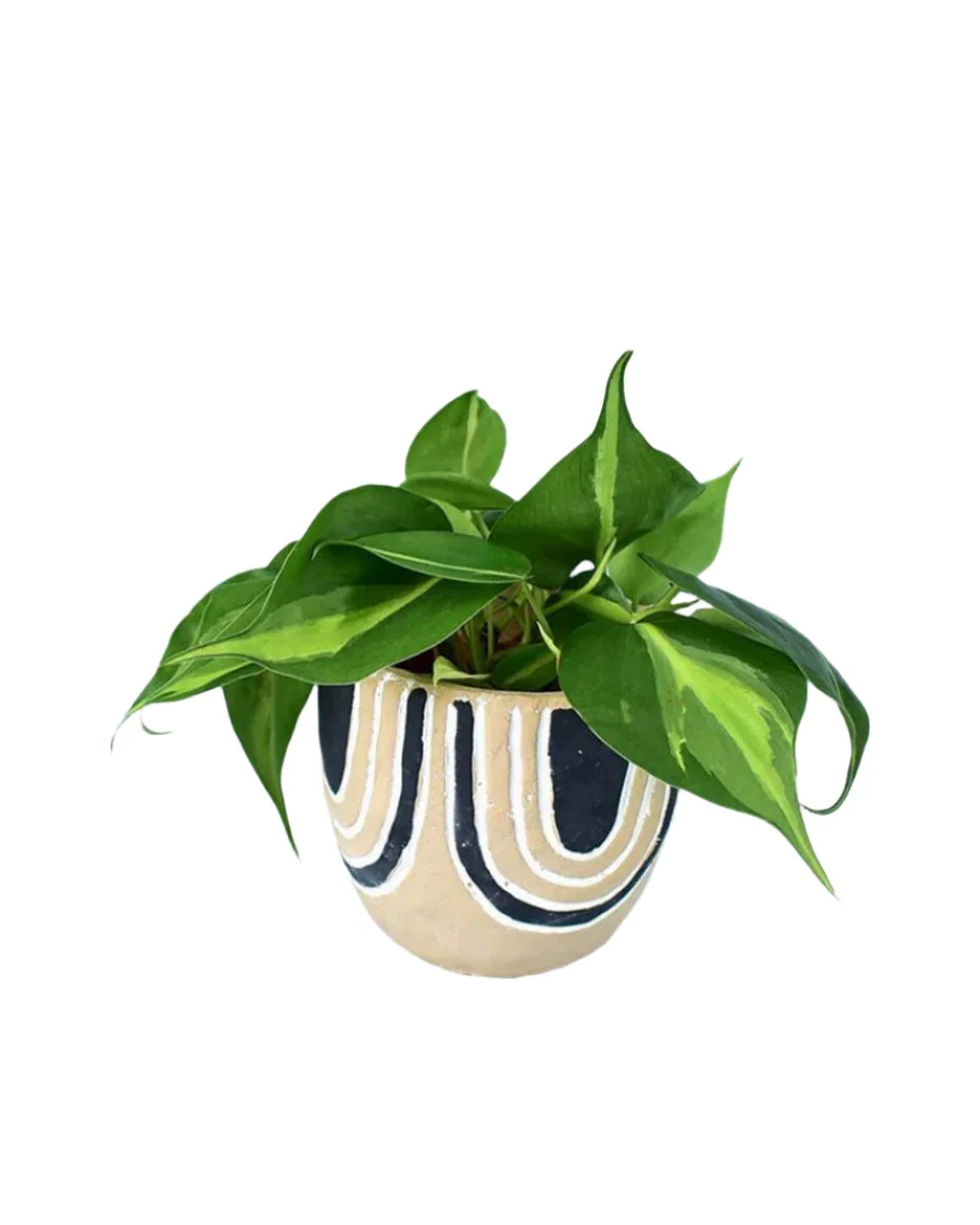 Philodendron Brasil - Image 17