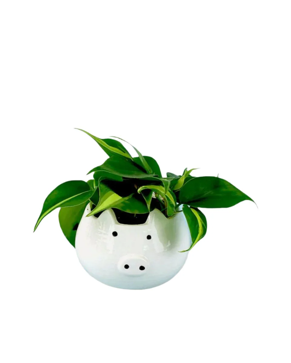 Philodendron Brasil - Image 18