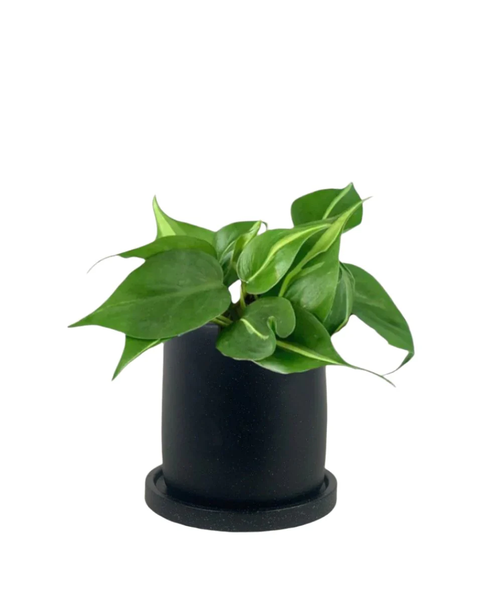 Philodendron Brasil - Image 19