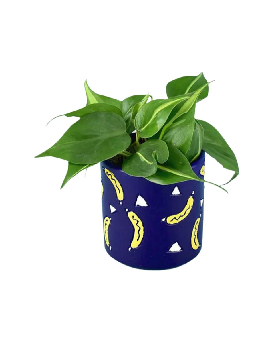 Philodendron Brasil - Image 20