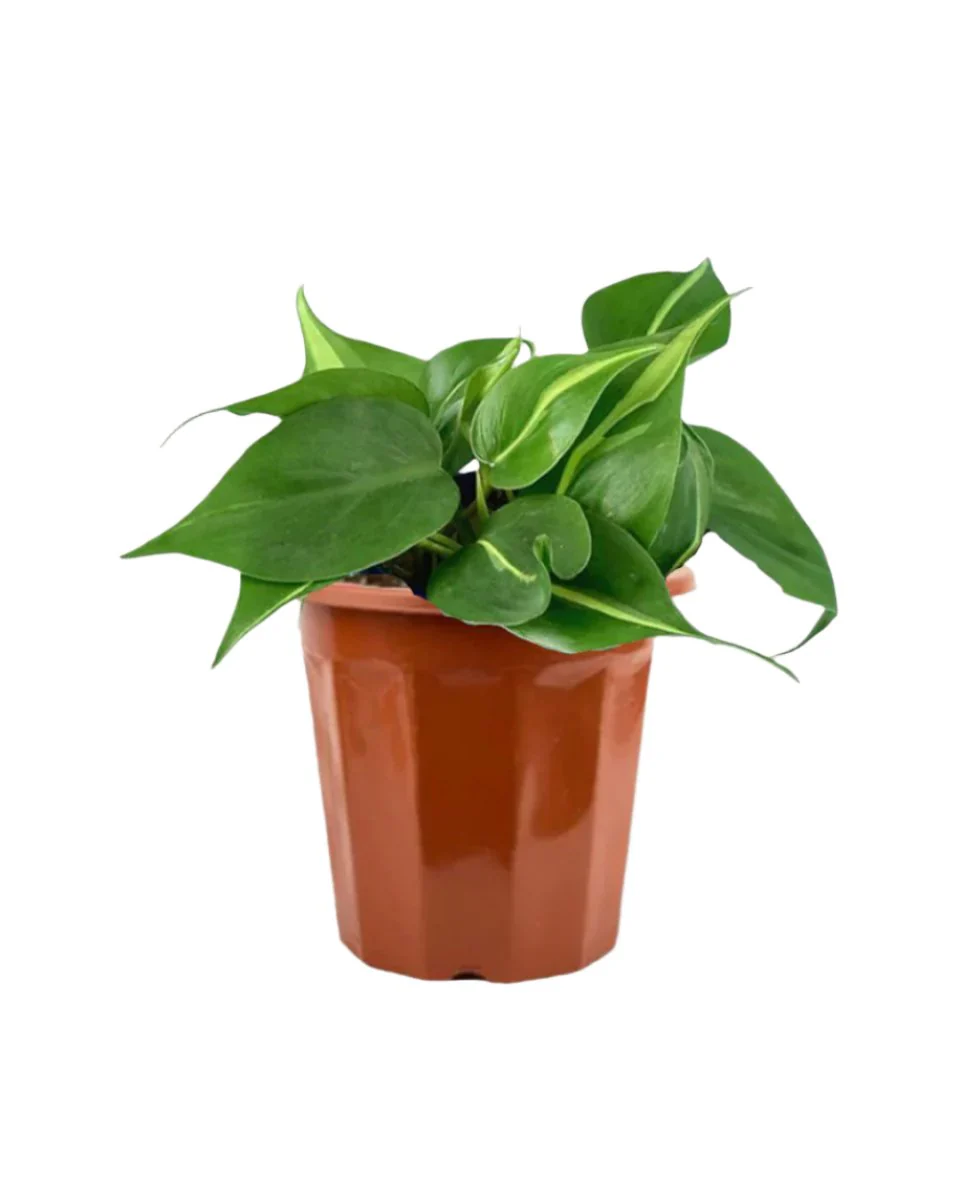 Philodendron Brasil - Image 21