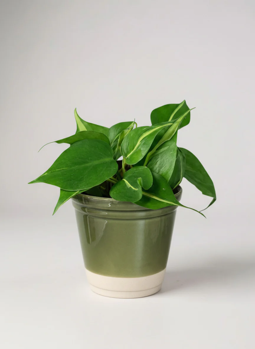 Philodendron Brasil - Image 5