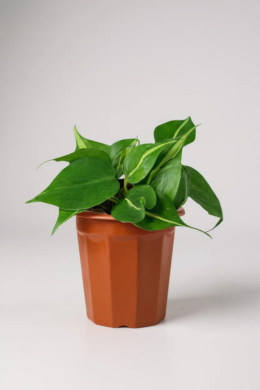 Philodendron Brasil - Image 6