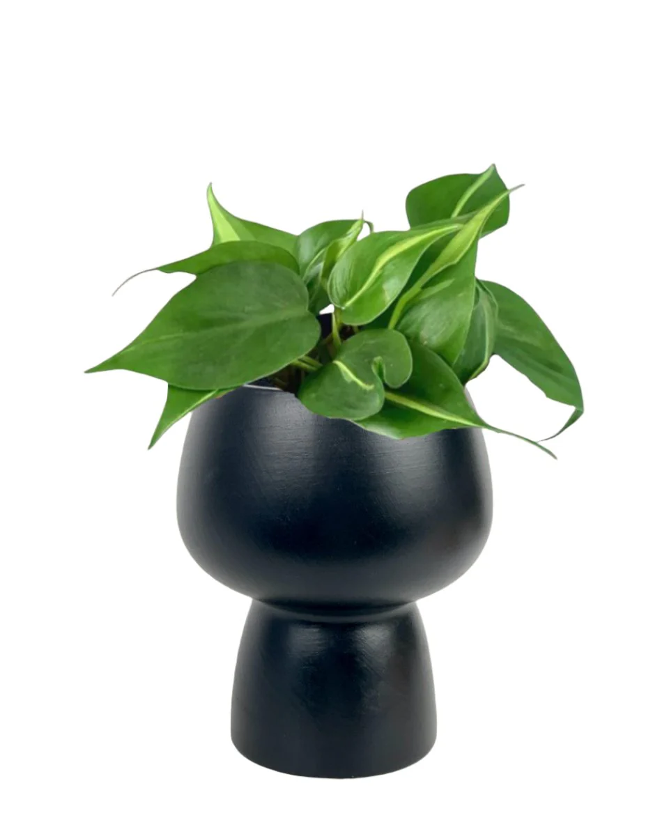 Philodendron Brasil - Image 7
