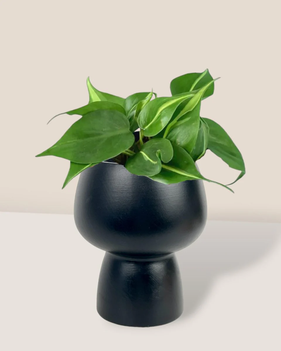 Philodendron Brasil - Image 8