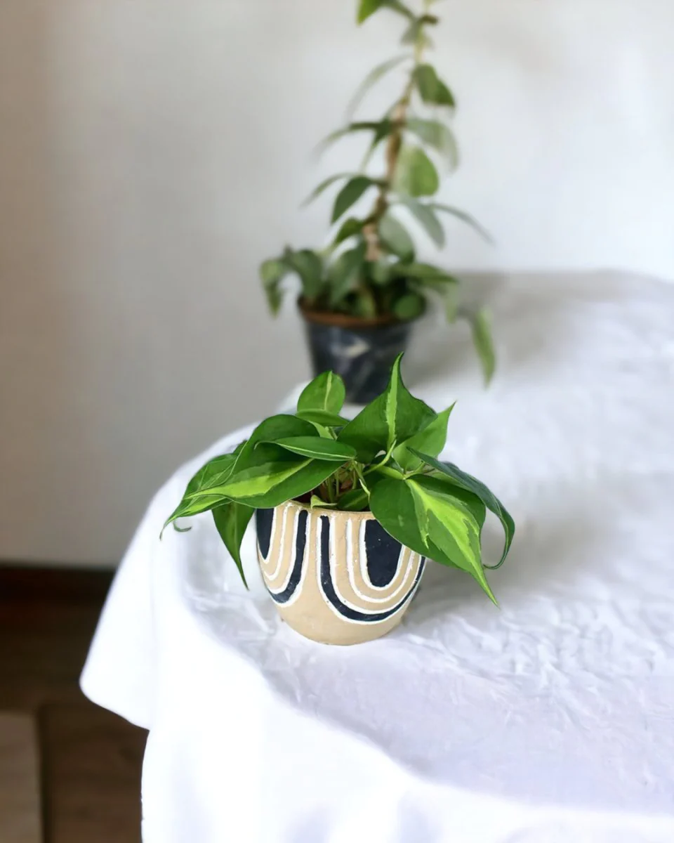 Philodendron Brasil - Image 9
