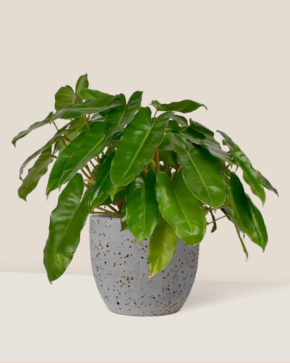 Philodendron Burle Marx - Image 10