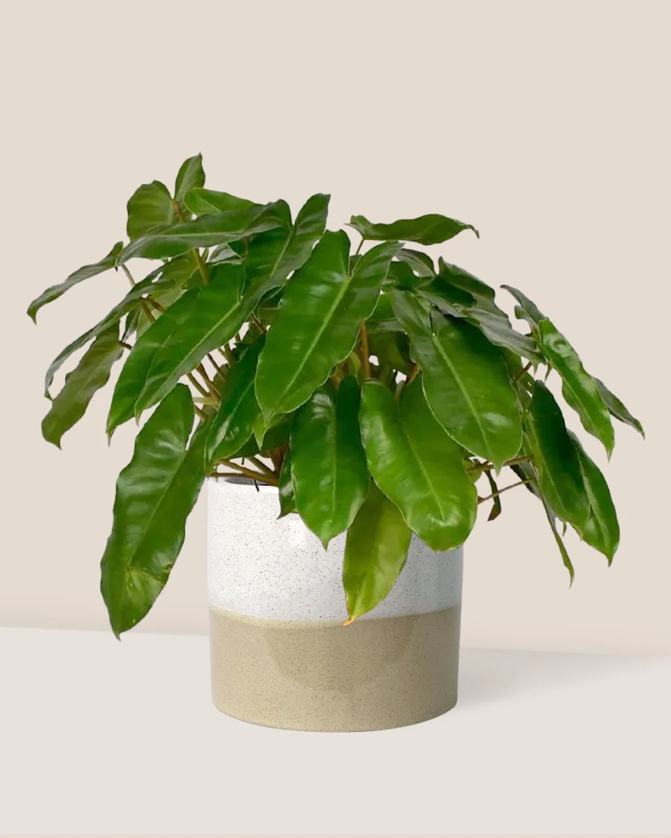 Philodendron Burle Marx - Image 11