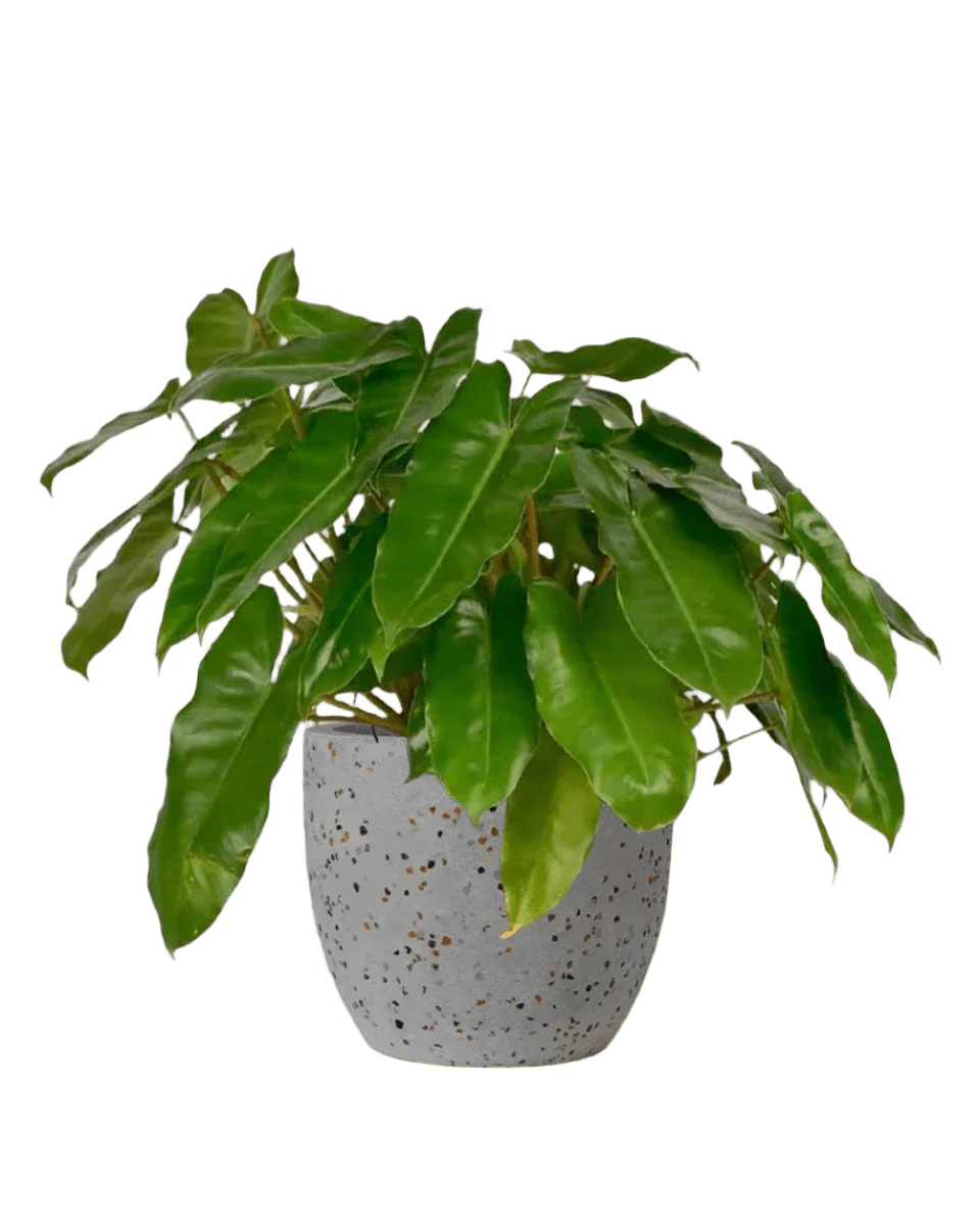 Philodendron Burle Marx - Image 14