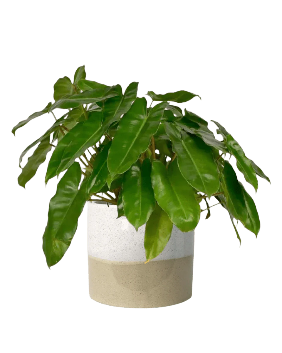 Philodendron Burle Marx - Image 15