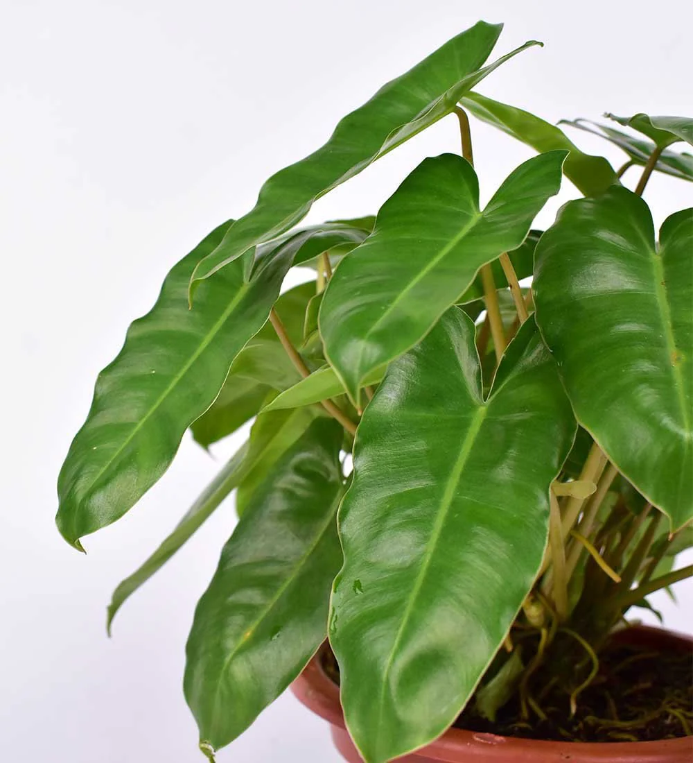 Philodendron Burle Marx - Image 5
