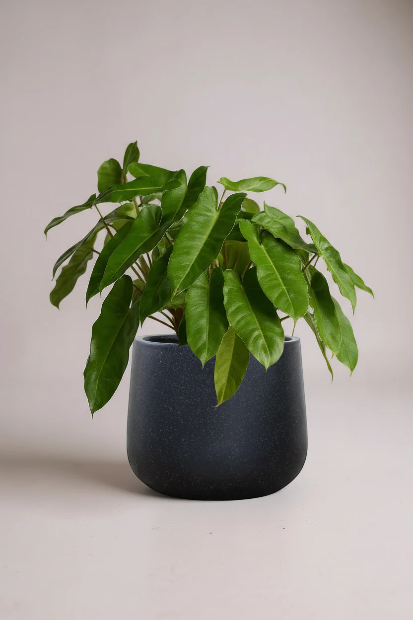 Philodendron Burle Marx - Image 6
