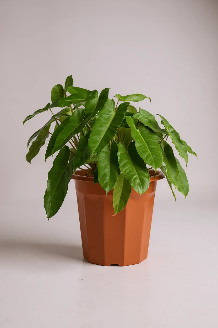 Philodendron Burle Marx - Image 7