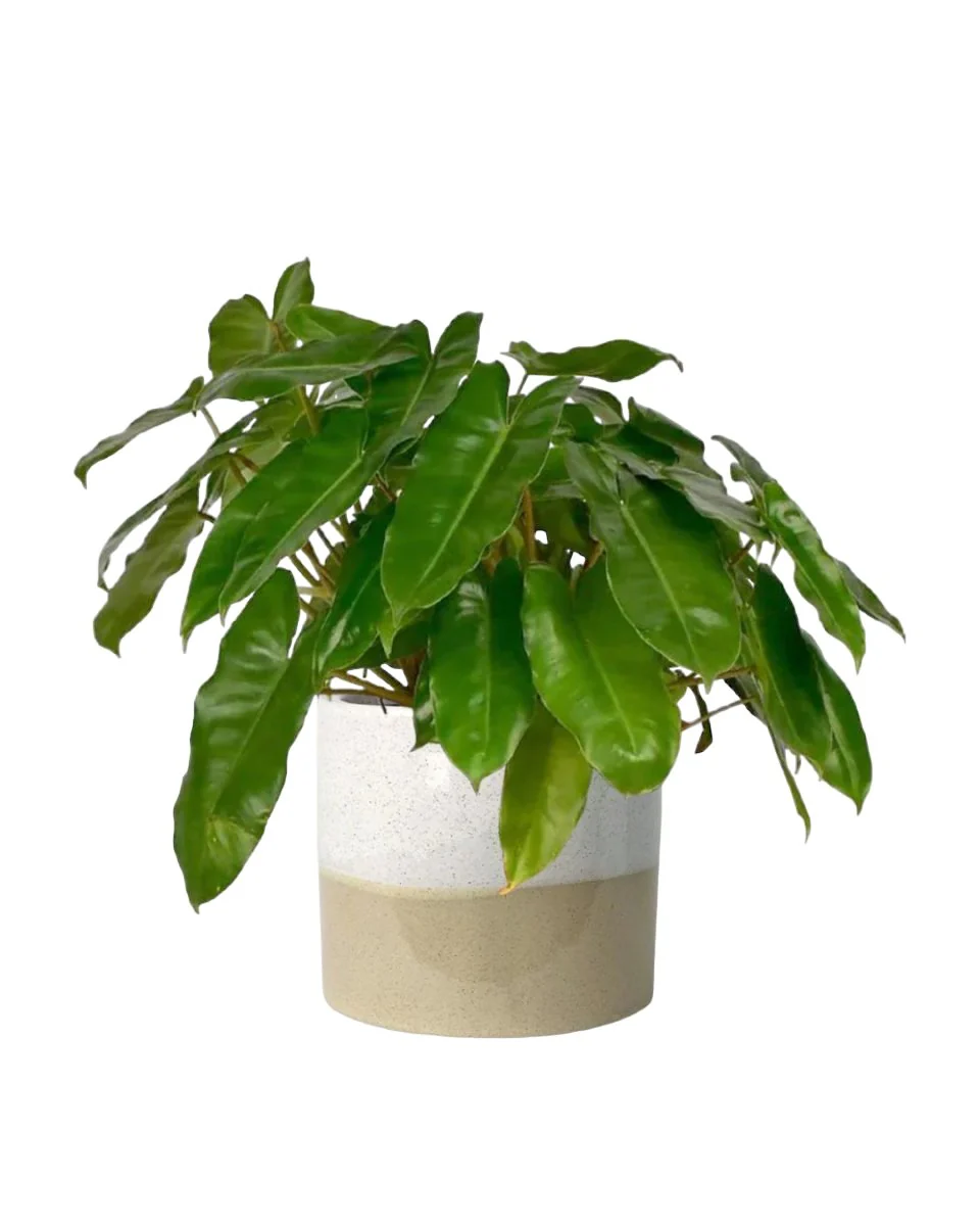 Philodendron Burle Marx - Image 8