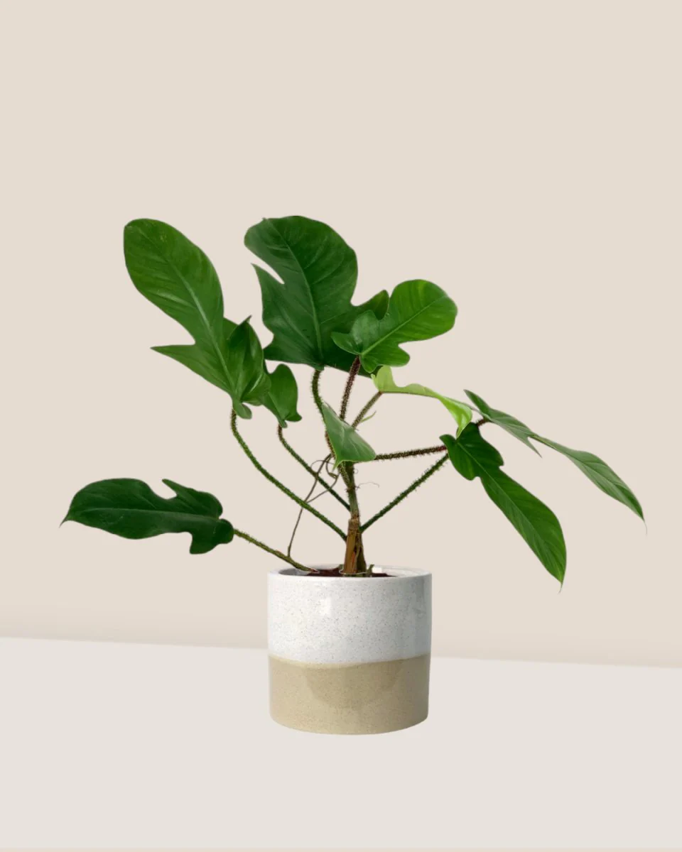 Philodendron Florida Beauty Red Stem - Image 3