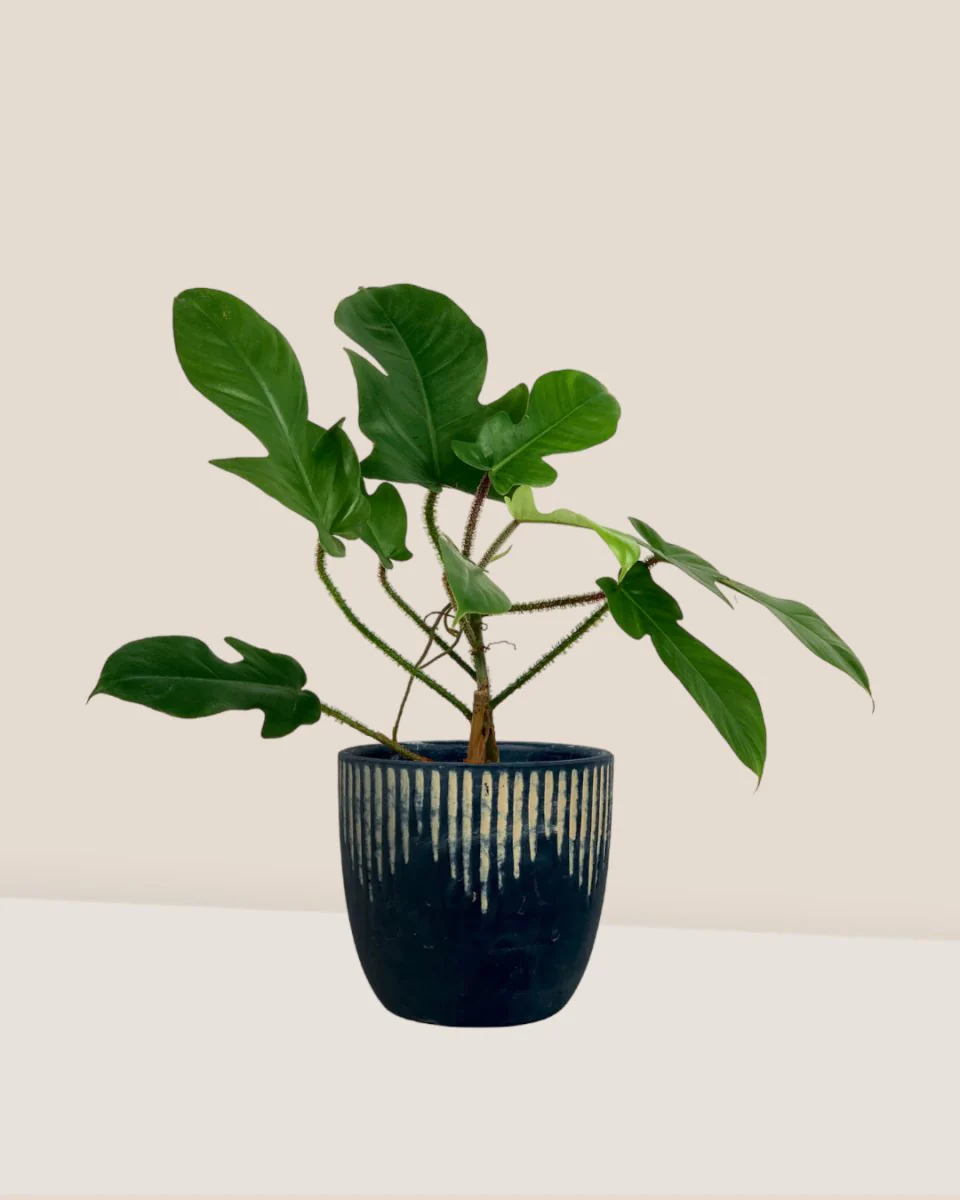 Philodendron Florida Beauty Red Stem - Image 4