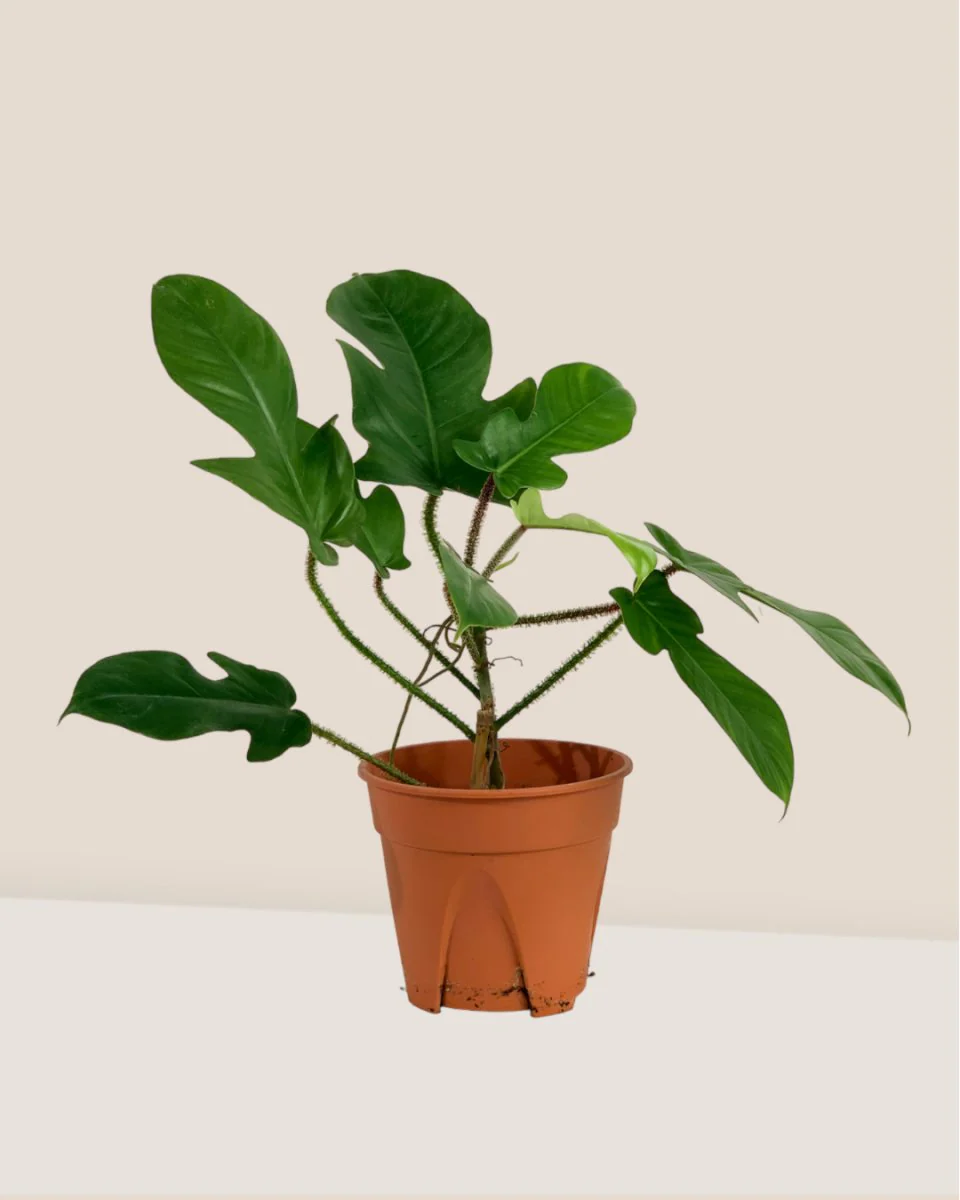 Philodendron Florida Beauty Red Stem - Image 5