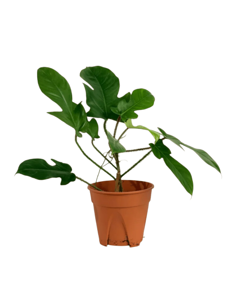 Philodendron Florida Beauty Red Stem - Image 6
