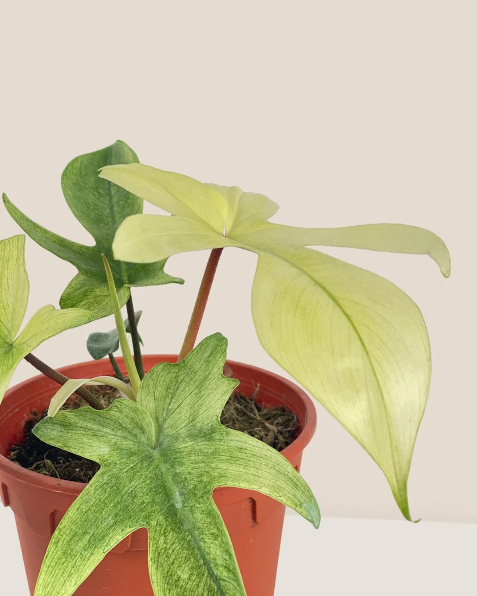 Philodendron Florida Ghost - Image 4