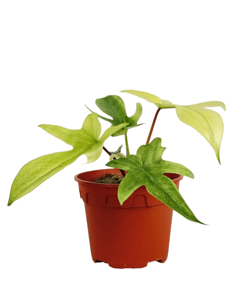 Philodendron Florida Ghost - Image 5