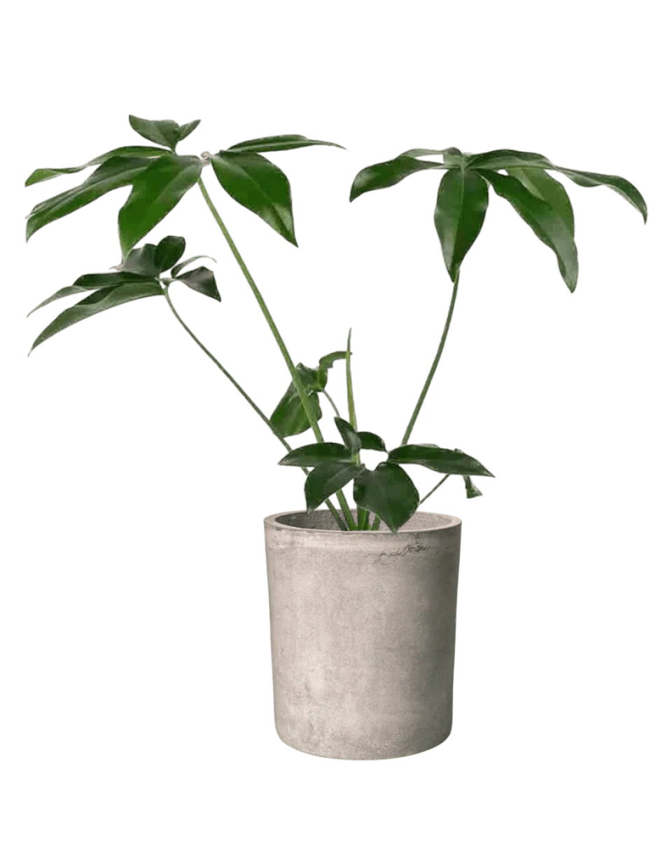 Philodendron Fun Bun