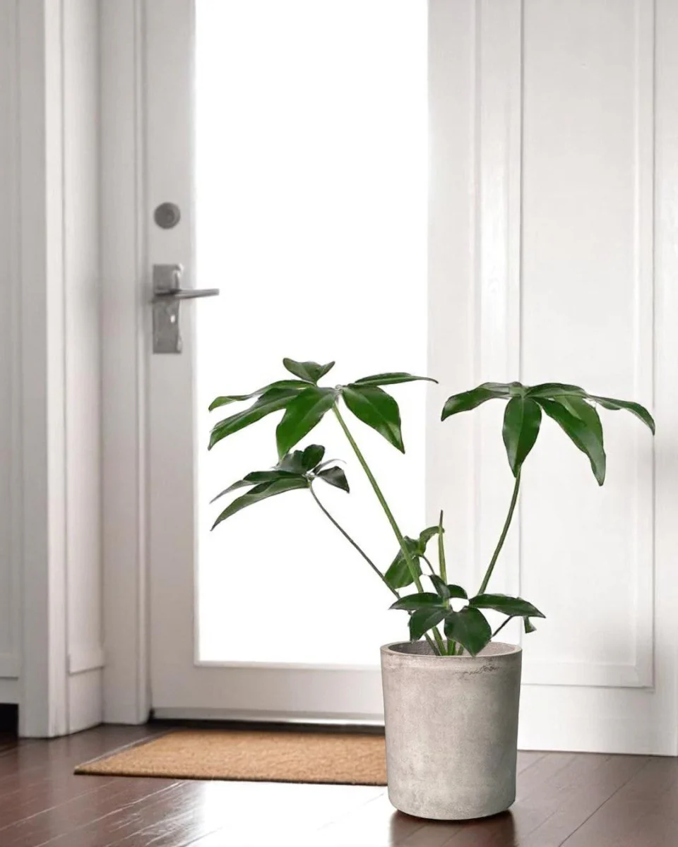 Philodendron Fun Bun - Image 2