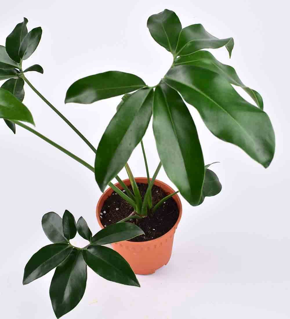 Philodendron Fun Bun - Image 3