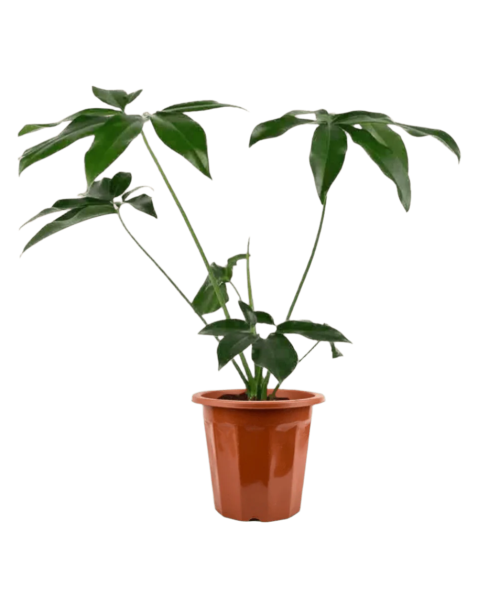 Philodendron Fun Bun - Image 4