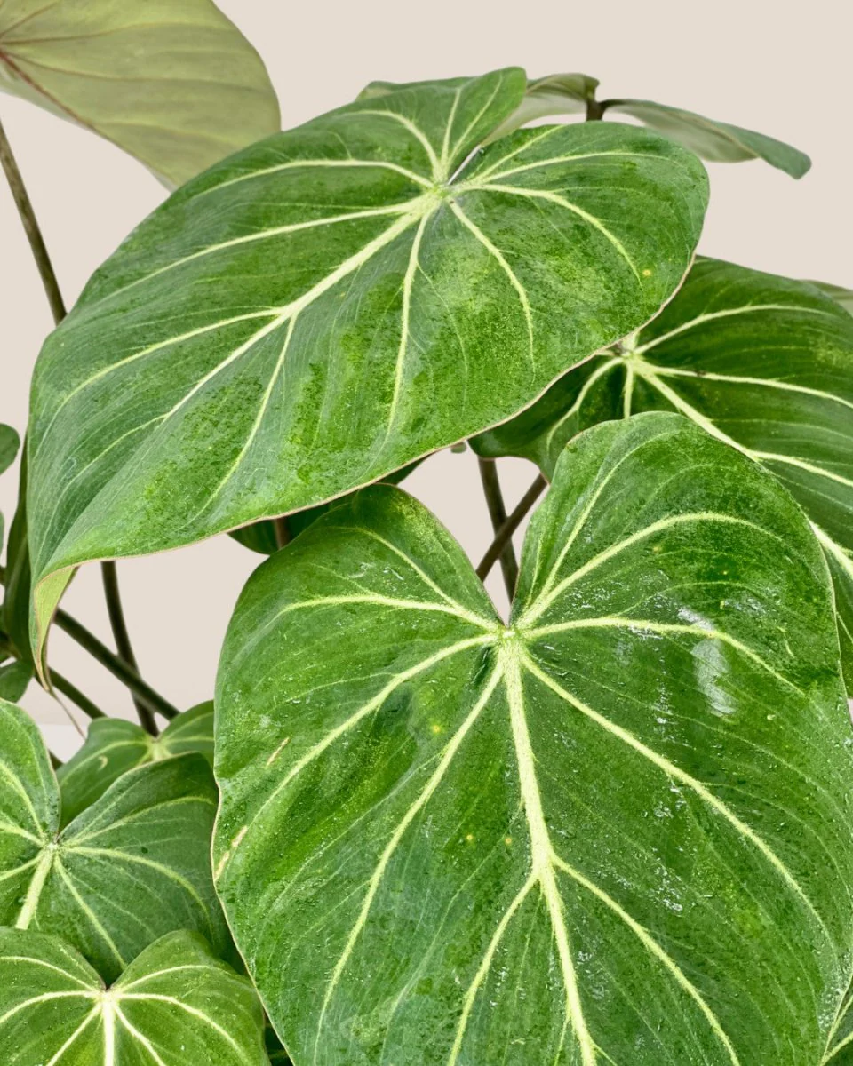 Philodendron Gloriosum - Image 5