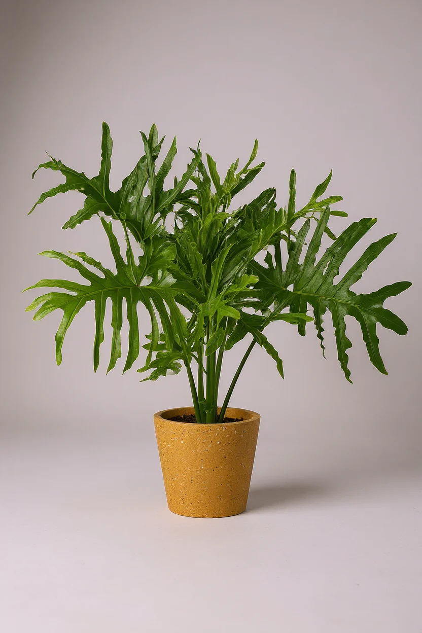 Philodendron Hope - Image 4