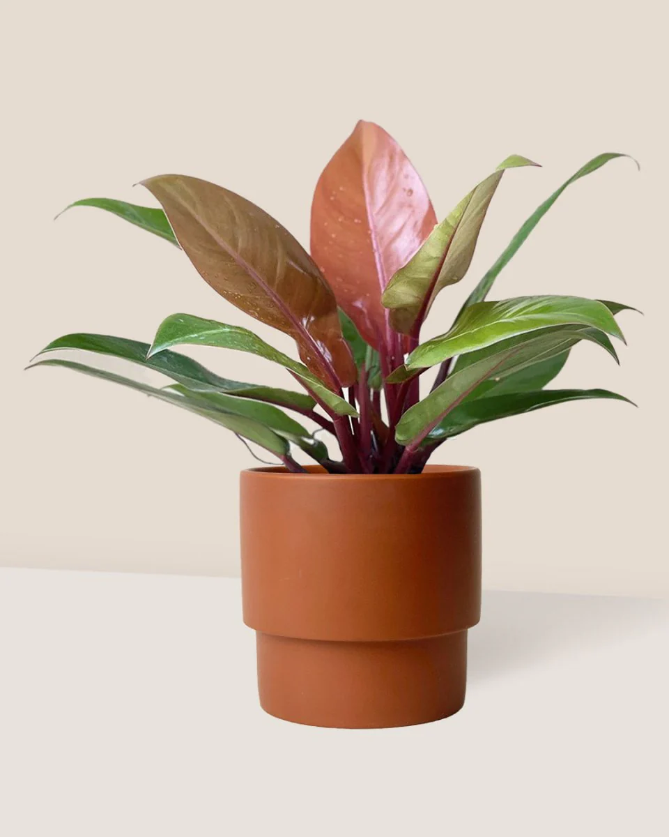 Philodendron Orange Congo - Image 10