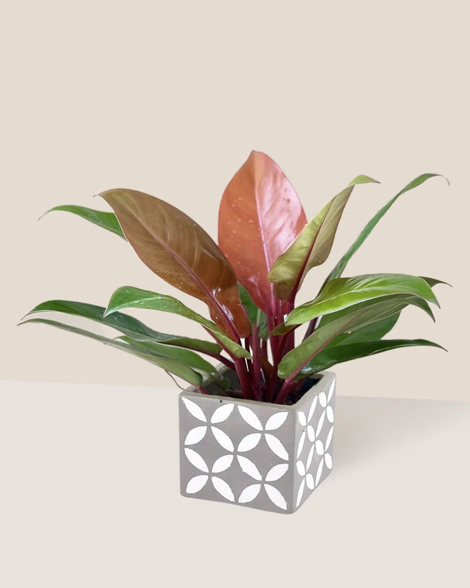 Philodendron Orange Congo - Image 11