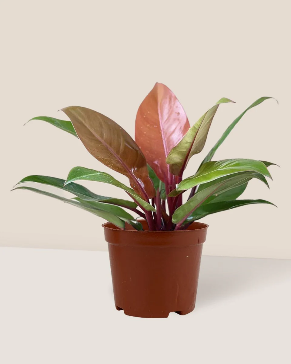 Philodendron Orange Congo - Image 12