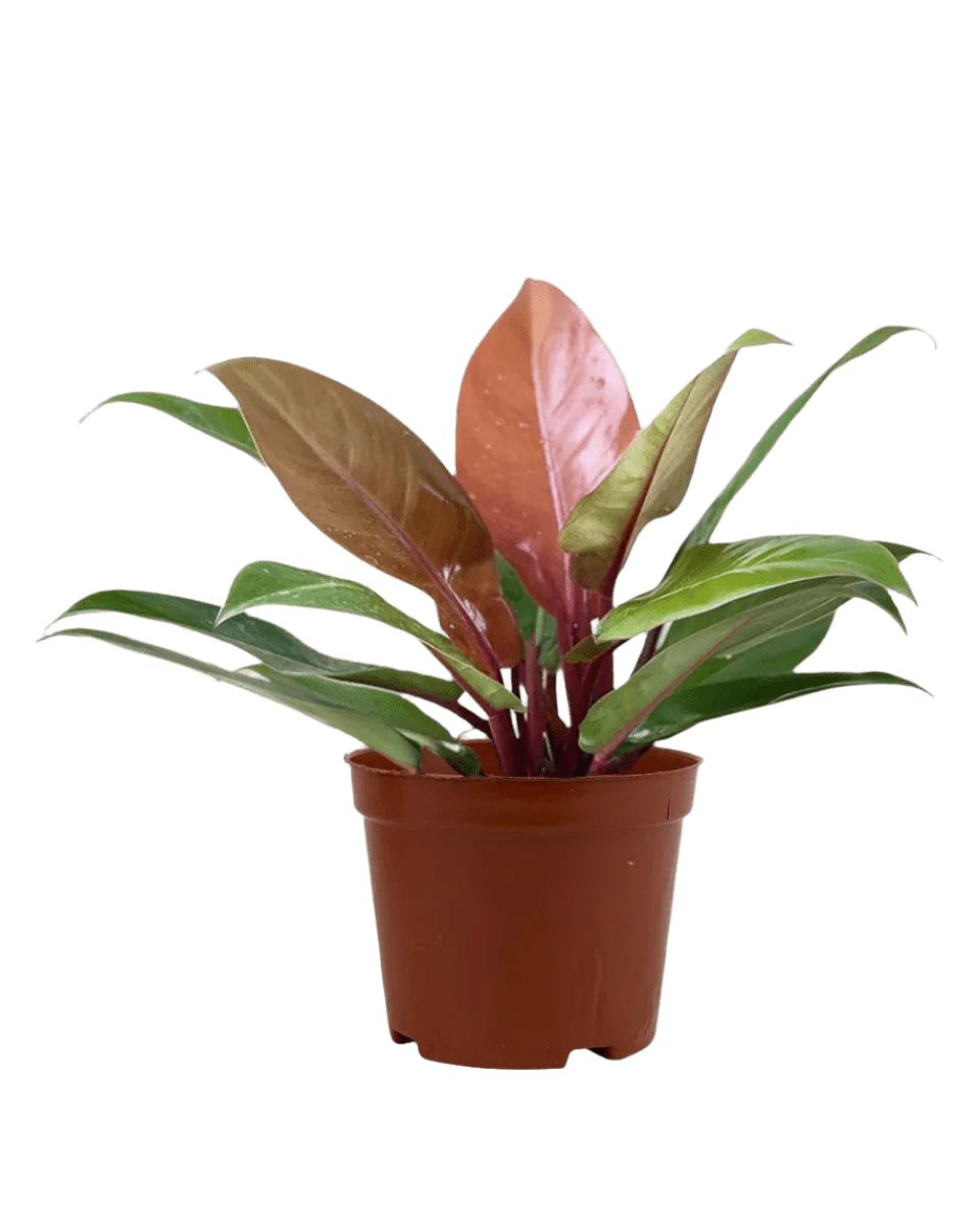 Philodendron Orange Congo - Image 14